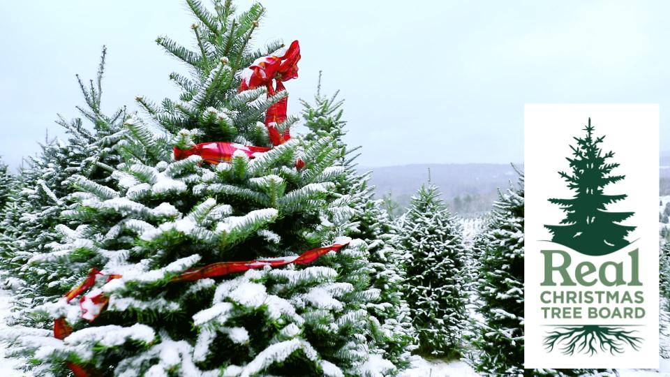 Helicoptering Around the Christmas Trees