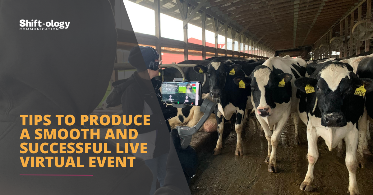 Person video recording cows in a barn for a live virtual farm field trip. Shift•ology Communication tips to produce a smooth and successful live virtual event.